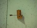 P1010067s_thumb.png